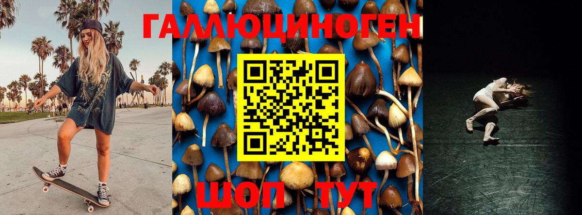 Сертолово  Псилоцибиновые грибы GOLDEN TEACHER  Вход с VPN 